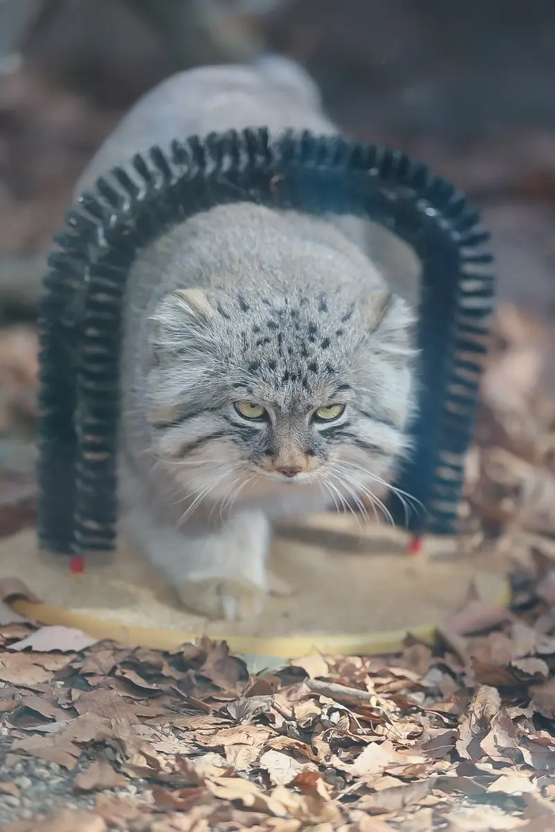 A photograph of a Pallas's cat