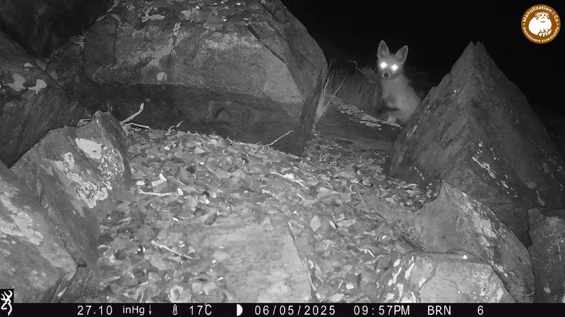 A photograph of Red fox from Kiikbai camera trap