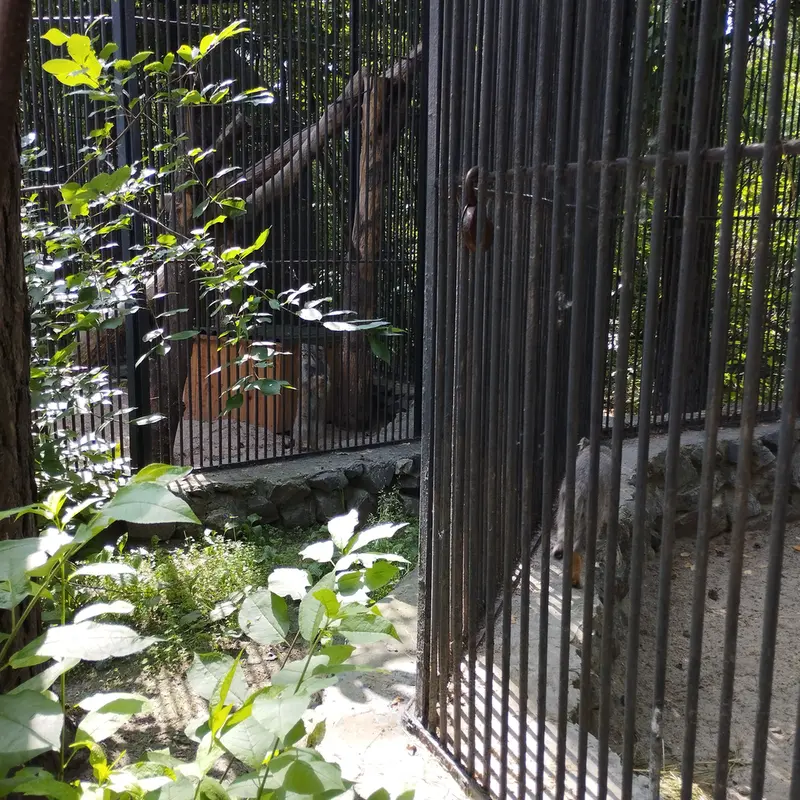 A photograph of a Pallas's cat in Novosibirsk Zoo