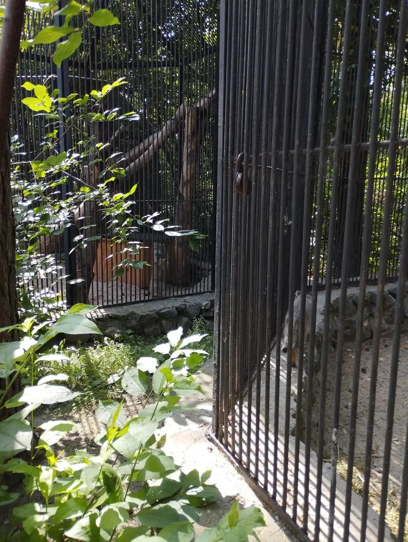 A photograph of a Pallas's cat in Novosibirsk Zoo