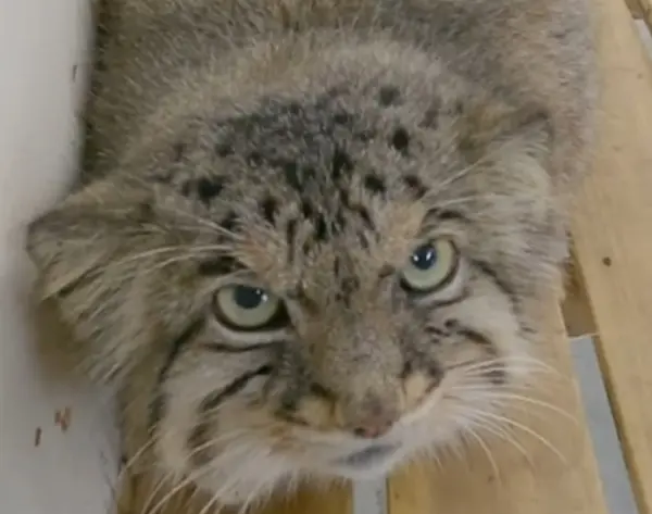 A photograph of a Pallas's cat