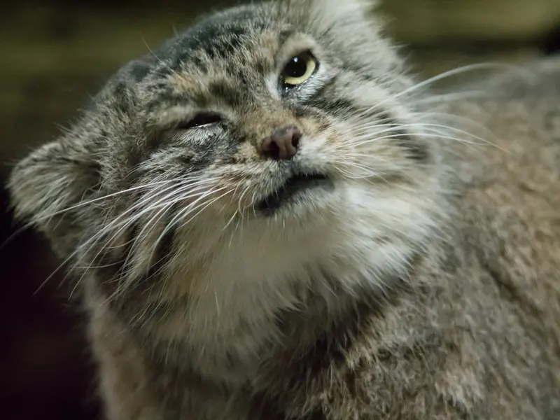A photograph of Primula in Ueno Zoological Gardens