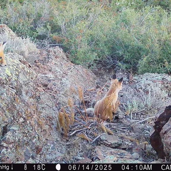 A photograph of Red fox from Zhundy 3 [new] camera trap