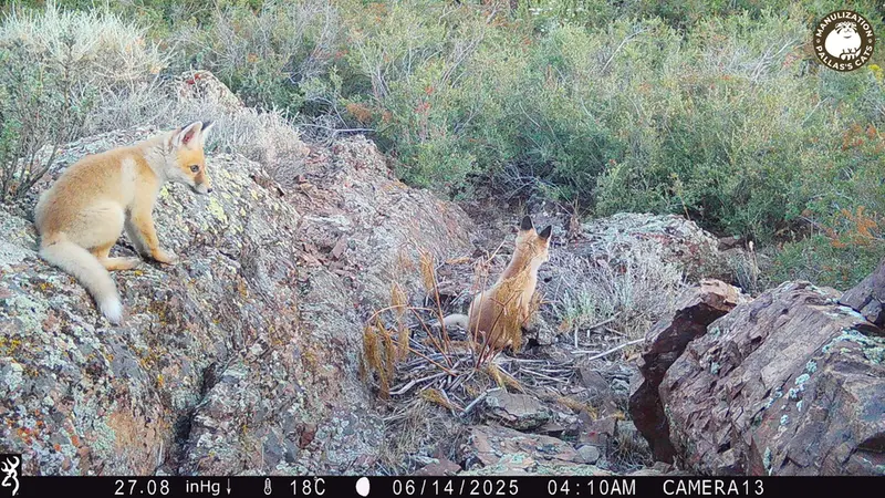 A photograph of Red fox from Zhundy 3 [new] camera trap
