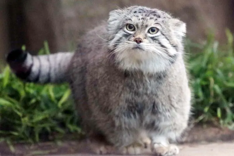 A photograph of Lev in Kobe Animal Kingdom