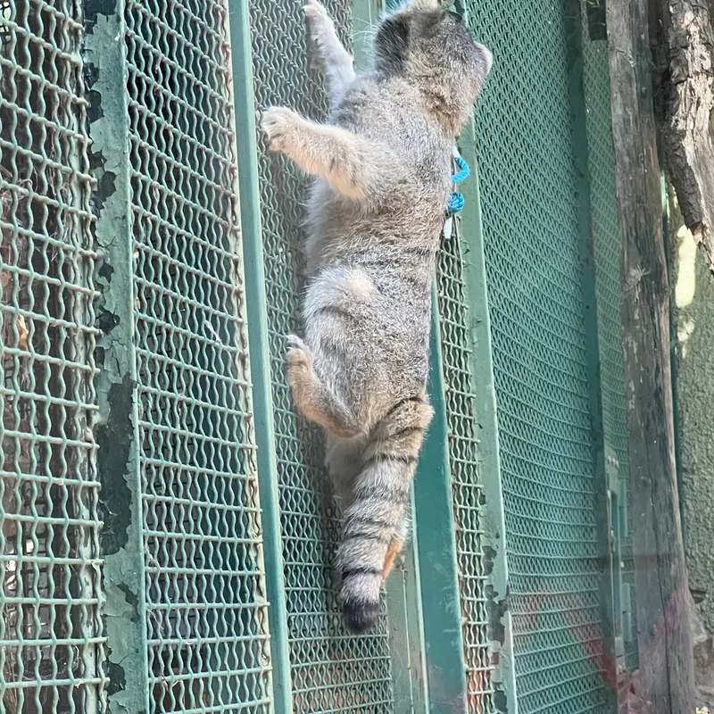 A photograph of Boris Ⅱ in Budapest Zoo & Botanical Garden