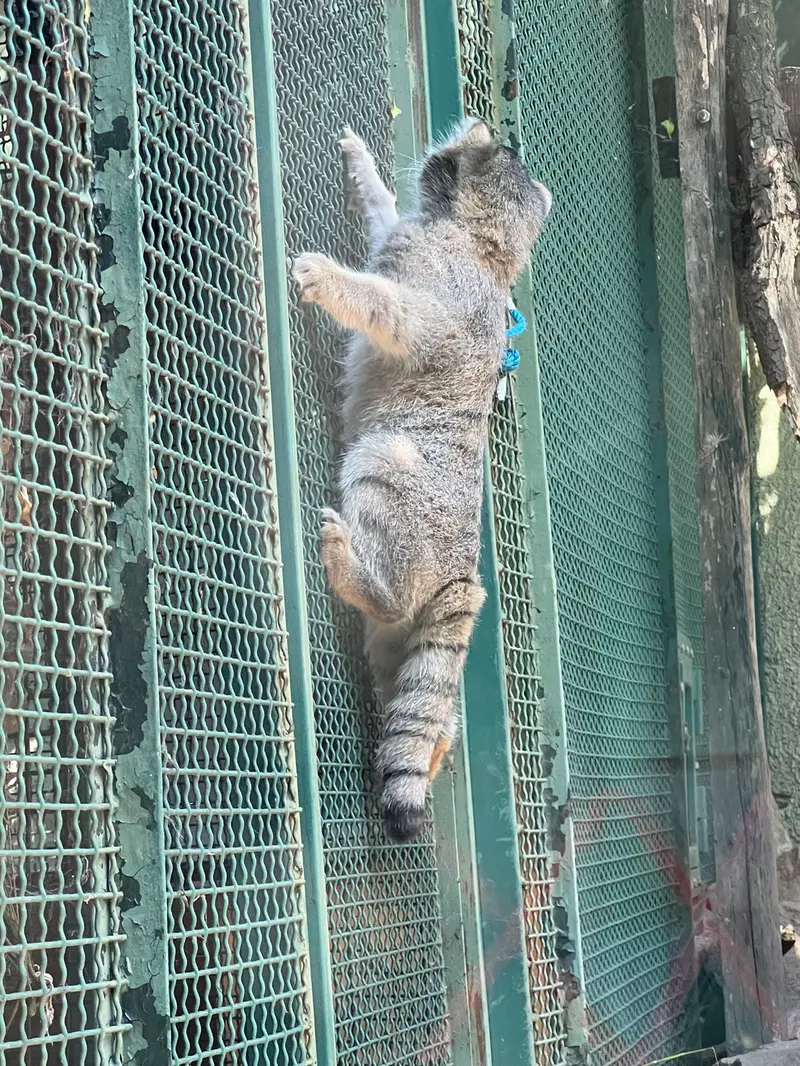 A photograph of Boris Ⅱ in Budapest Zoo & Botanical Garden