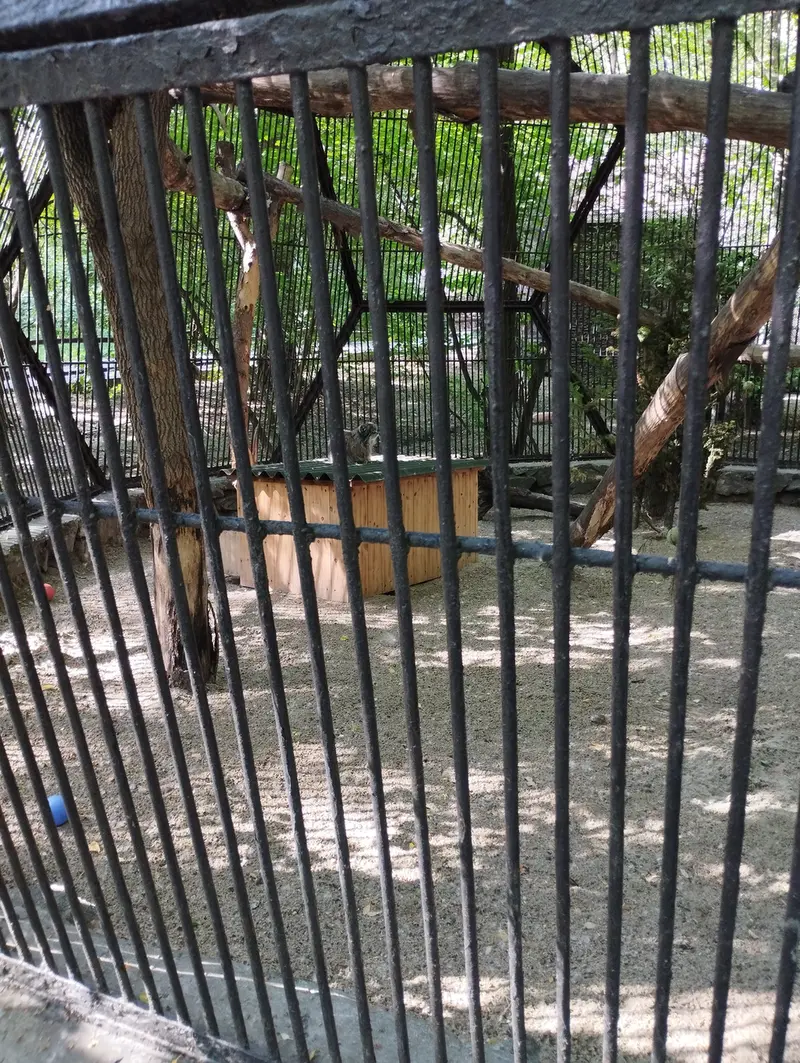 A photograph of a Pallas's cat in Novosibirsk Zoo