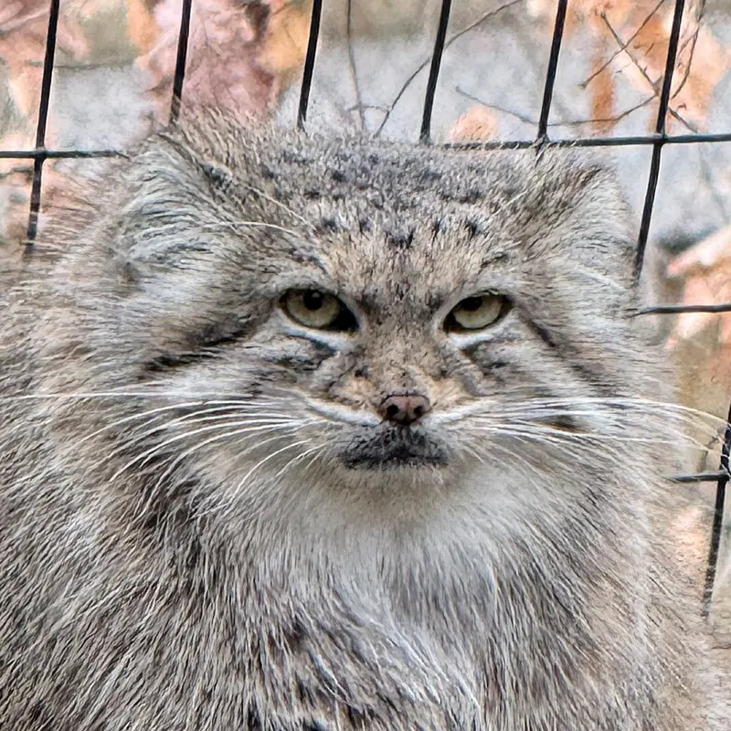 Akar the Pallas's cat from Smithsonian's National Zoo