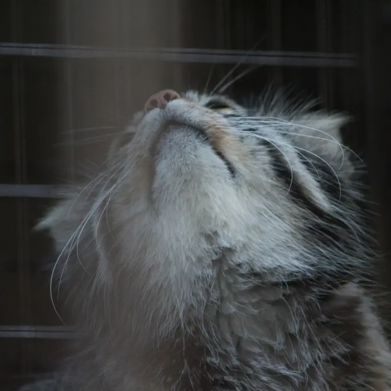 A photograph of Figa in Nogeyama Zoo