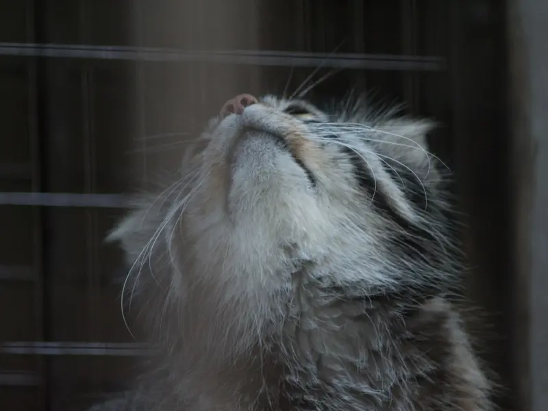 A photograph of Figa in Nogeyama Zoo