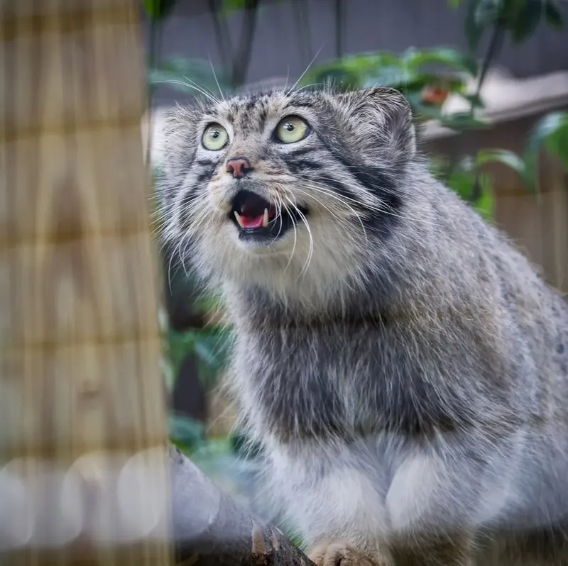 A photograph of Reza in Elmwood Park Zoo