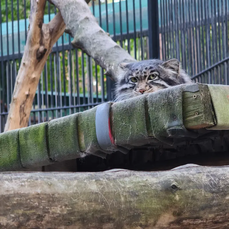 A photograph of Grey in Novosibirsk Zoo