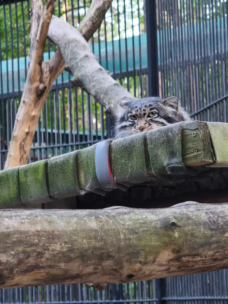 A photograph of Grey in Novosibirsk Zoo