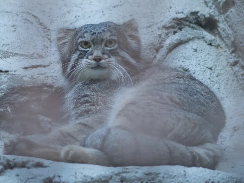 A photograph of Figa in Nogeyama Zoo