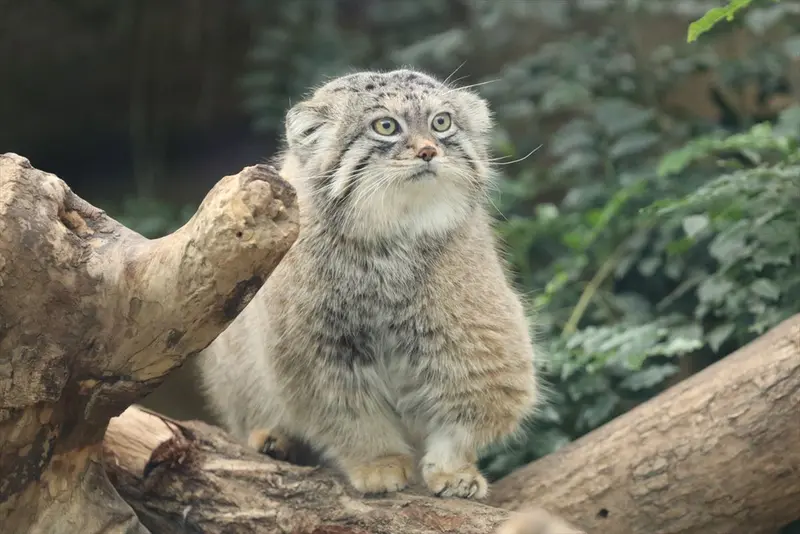 A photograph of Lev in Kobe Animal Kingdom