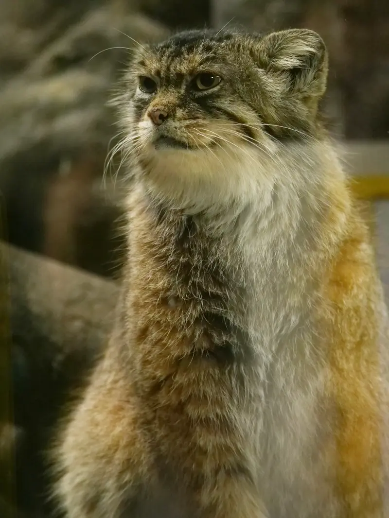 A photograph of Primula in Ueno Zoological Gardens