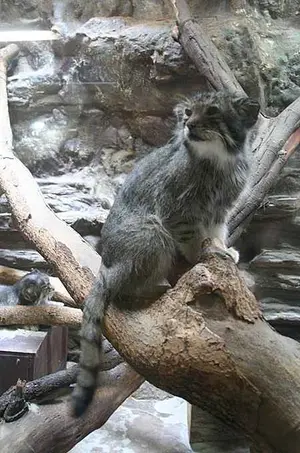 A photograph of a Pallas's cat
