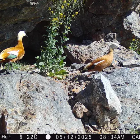 A photograph of Ruddy shelduck from Zhundy 1 camera trap