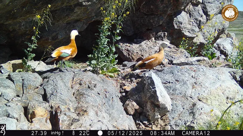 A photograph of Ruddy shelduck from Zhundy 1 camera trap