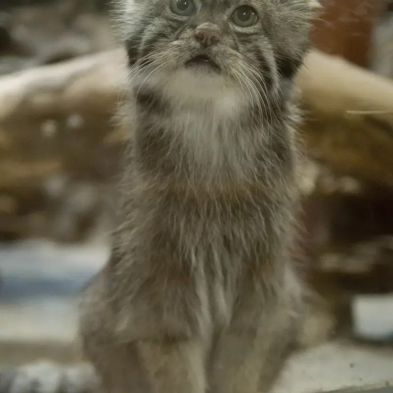 A photograph of Klyon in Ueno Zoological Gardens