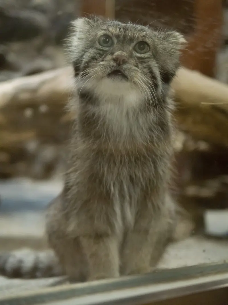 A photograph of Klyon in Ueno Zoological Gardens