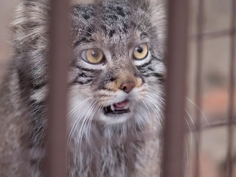 A photograph of Figa in Nogeyama Zoo