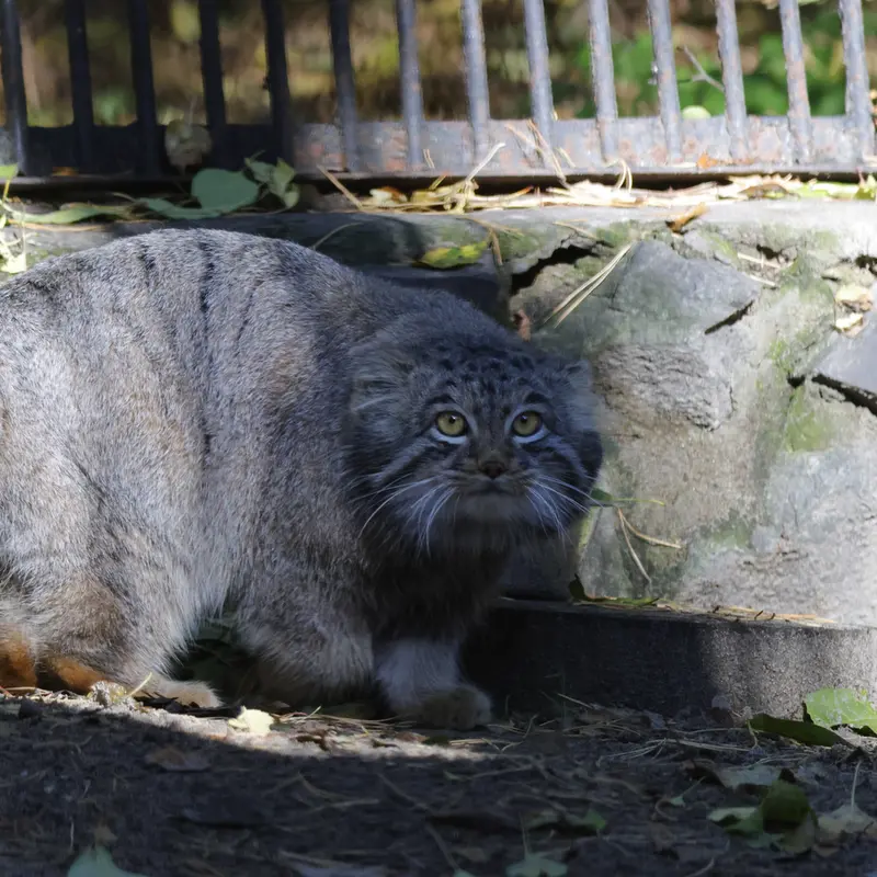 A photograph of Mensu in Novosibirsk Zoo