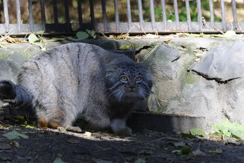 A photograph of Mensu in Novosibirsk Zoo