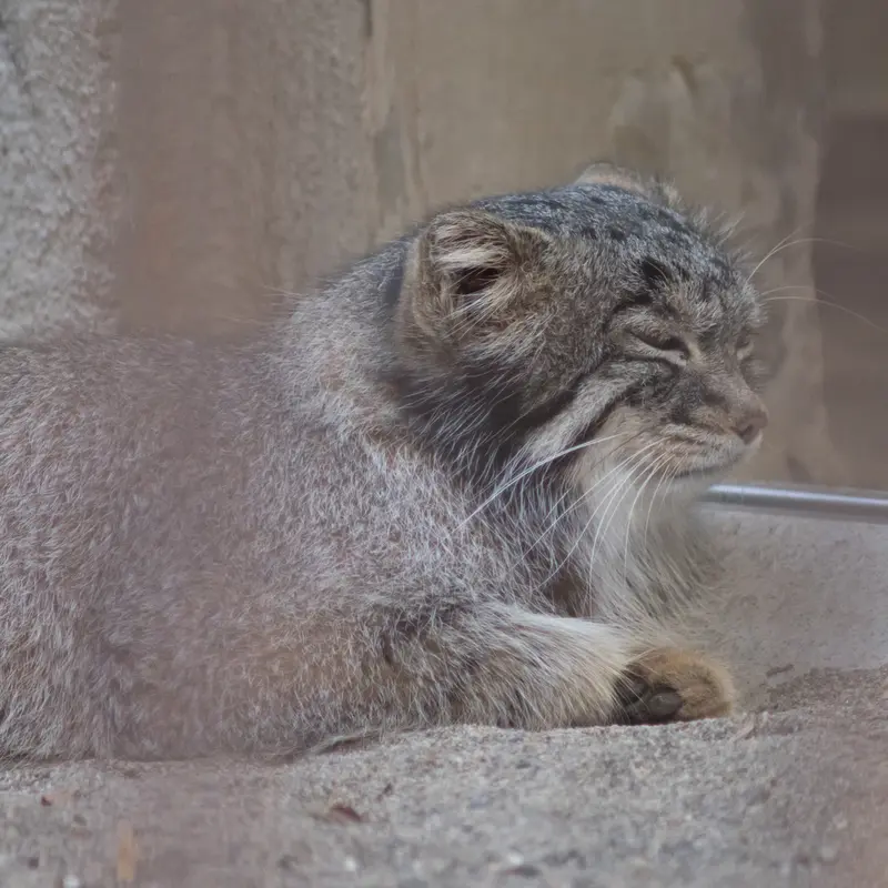 A photograph of Figa in Nogeyama Zoo