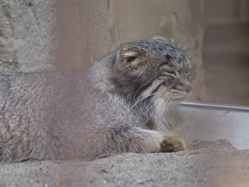 A photograph of Figa in Nogeyama Zoo