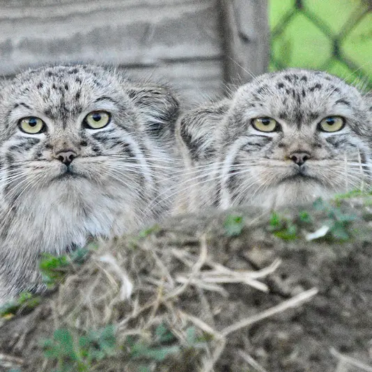 A photograph of Tuya in Port Lympne Wild Animal Park