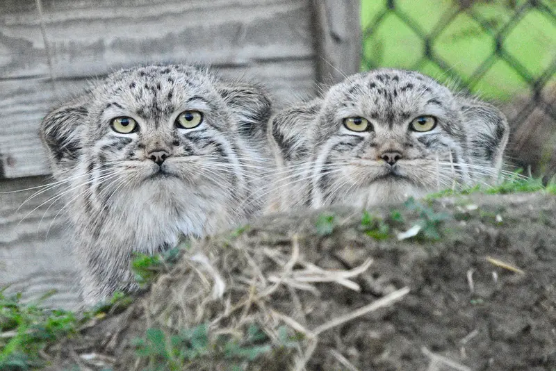 A photograph of a Pallas&#039;s cat in Port Lympne Wild Animal Park
