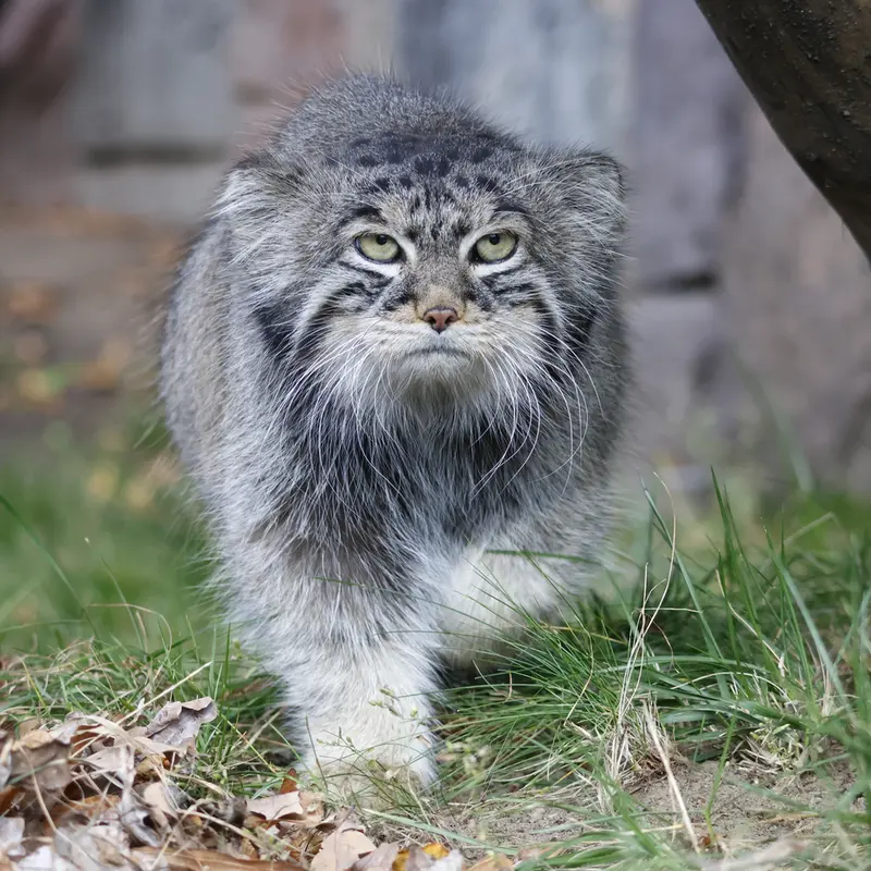 A photograph of Timofey in Moscow zoo
