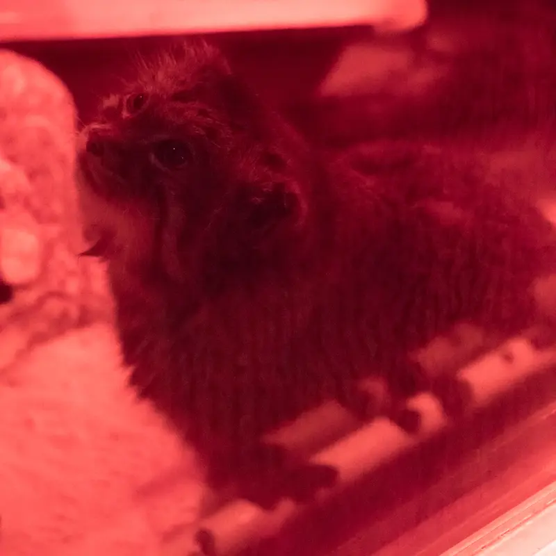 A photograph of Naim in Ueno Zoological Gardens