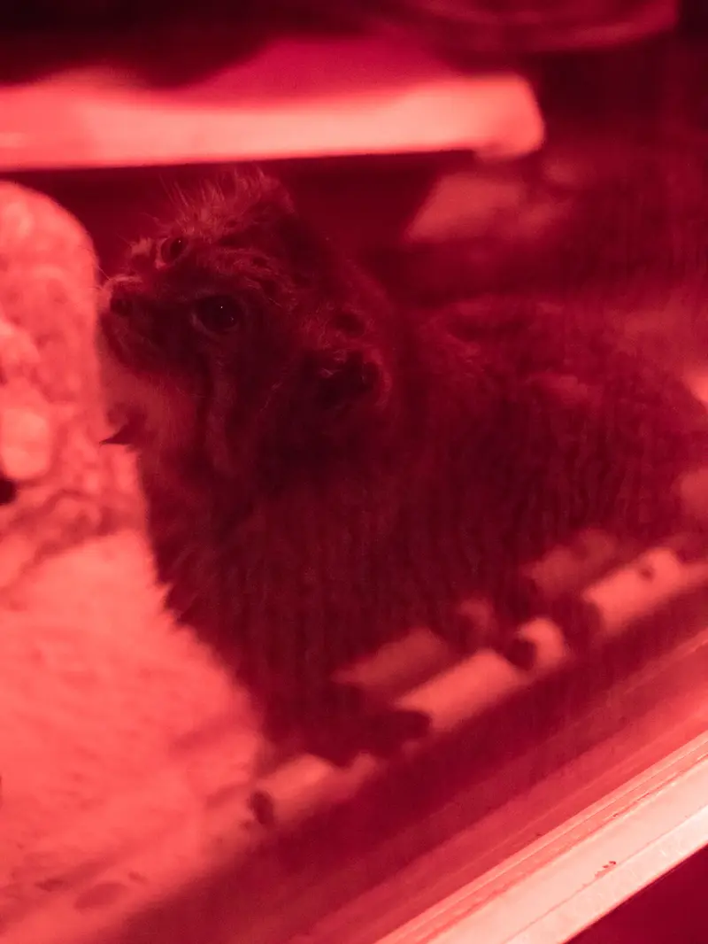 A photograph of Naim in Ueno Zoological Gardens