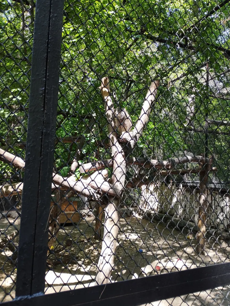A photograph of a Pallas's cat in Novosibirsk Zoo