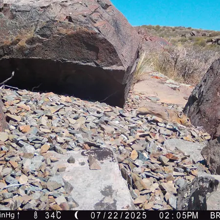 A photograph of Kazakh pika from Kiikbai camera trap