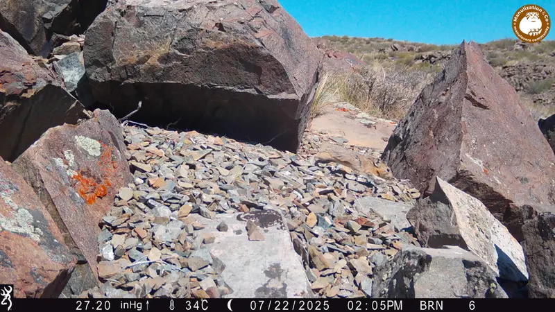 A photograph of Kazakh pika from Kiikbai camera trap