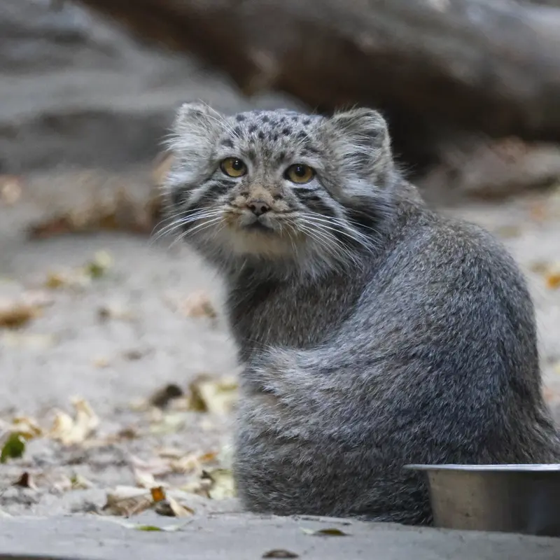 A photograph of a Pallas's cat