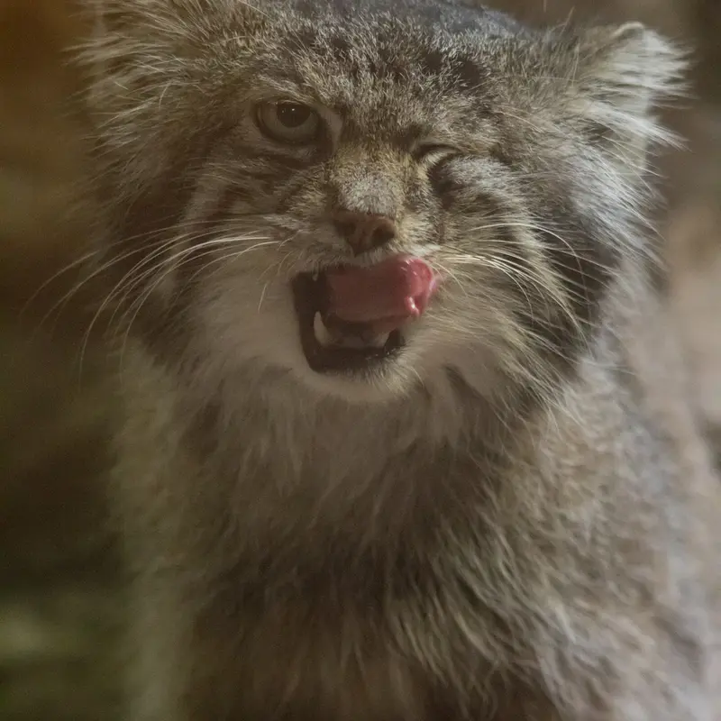 A photograph of Klyon in Ueno Zoological Gardens