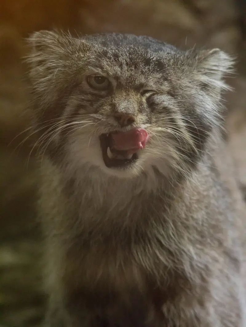 A photograph of Klyon in Ueno Zoological Gardens