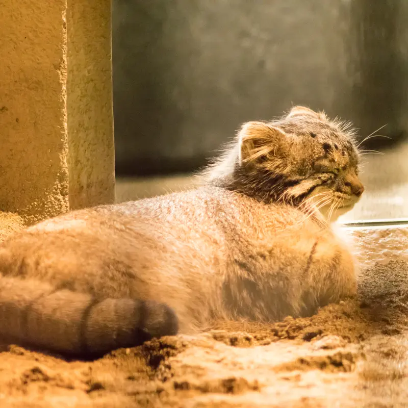 A photograph of Figa in Nogeyama Zoo