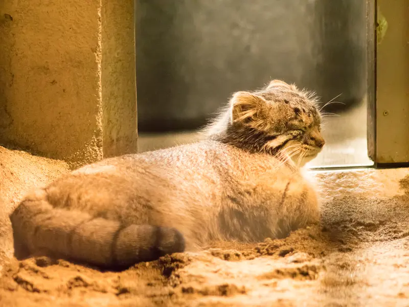 A photograph of Figa in Nogeyama Zoo