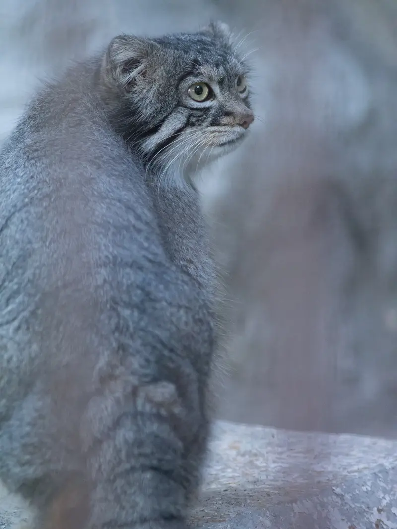 A photograph of Figa in Nogeyama Zoo