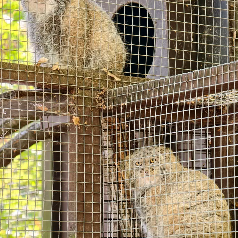 A photograph of Aysen and Kitten of Alani b.2026 Ⅱ in Košice Zoo