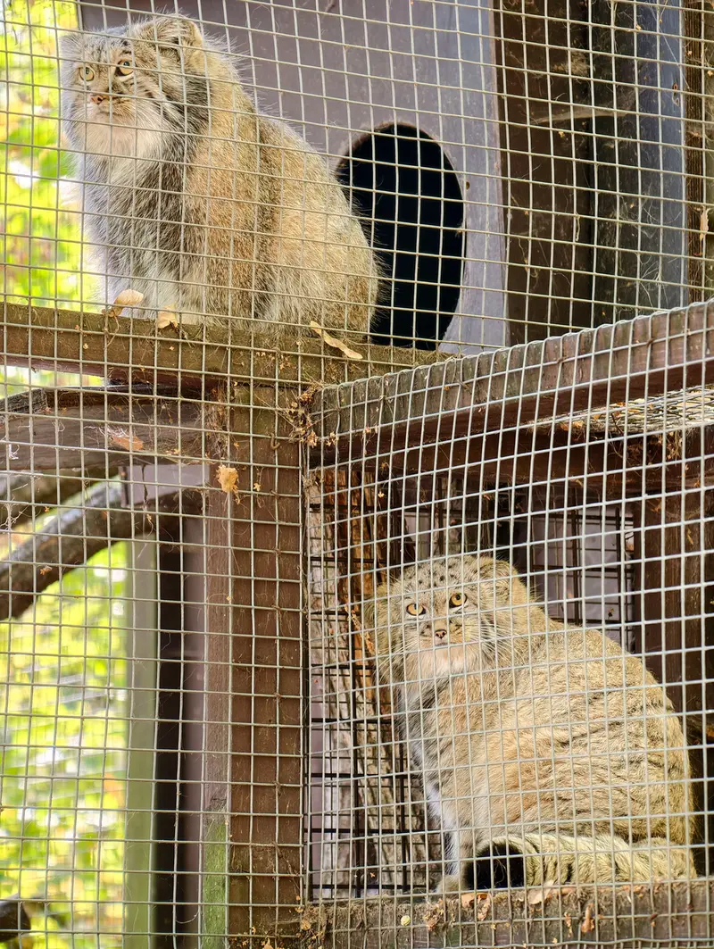 A photograph of Aysen and Kitten of Alani b.2026 Ⅱ in Košice Zoo