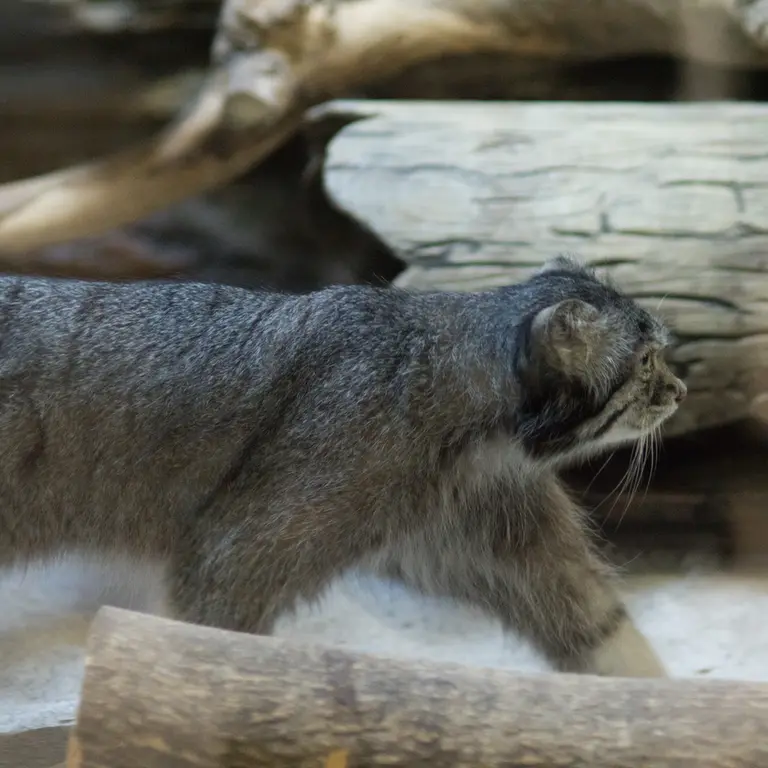 A photograph of Klyon in Ueno Zoological Gardens