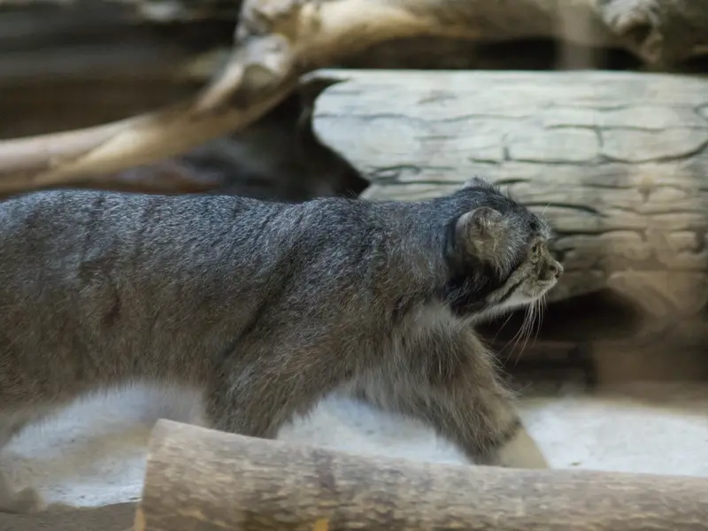 A photograph of Klyon in Ueno Zoological Gardens
