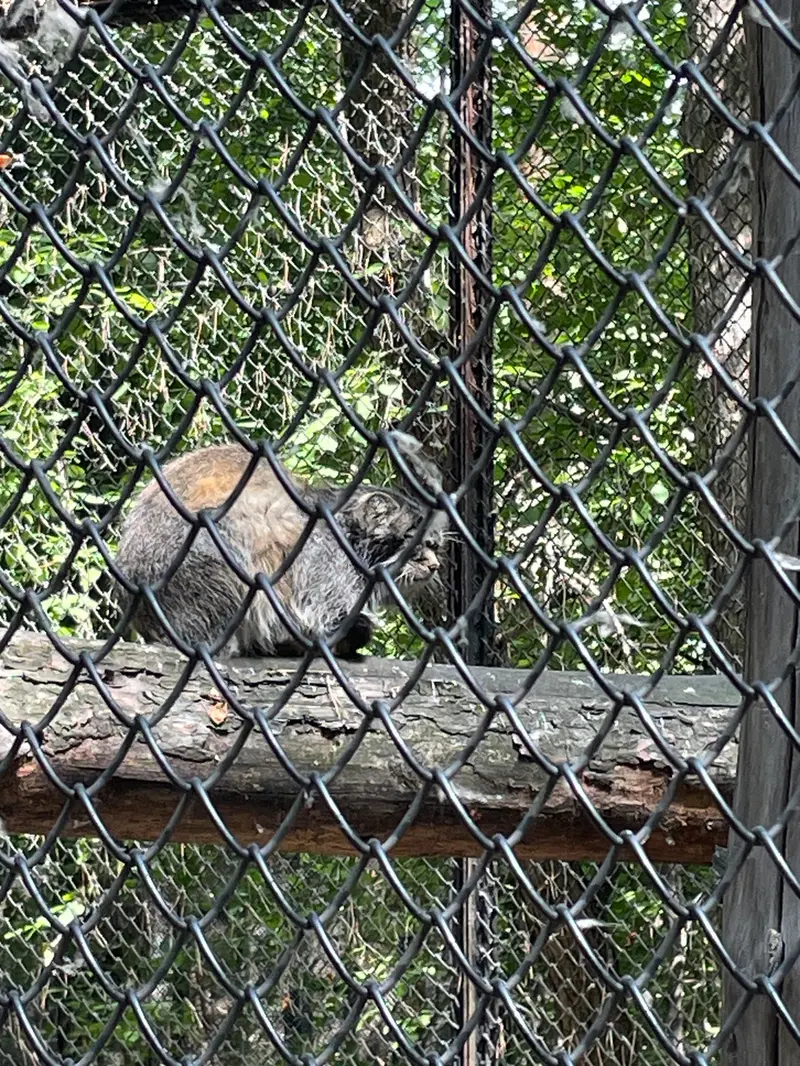 A photograph of a Pallas's cat in Novosibirsk Zoo